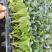 【松花】（白花）菜花苗苗场直供量大优惠