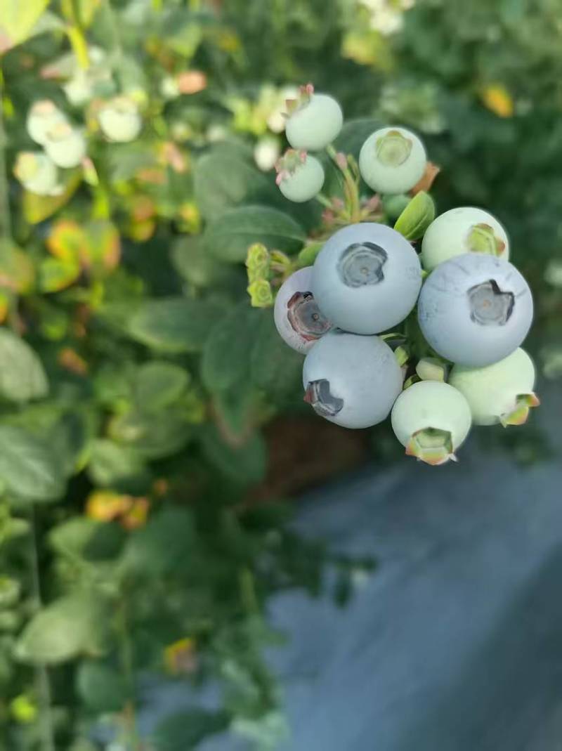 山东日照莒县L25蓝莓头茬大果果粉厚糖度高产地直发
