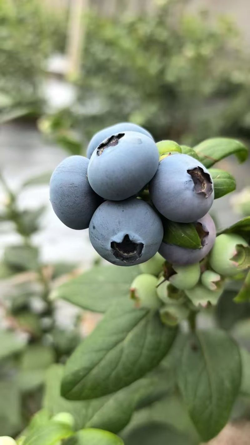 山东日照莒县L25蓝莓头茬大果果粉厚糖度高产地直发