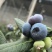山东日照莒县L25蓝莓头茬大果果粉厚糖度高产地直发
