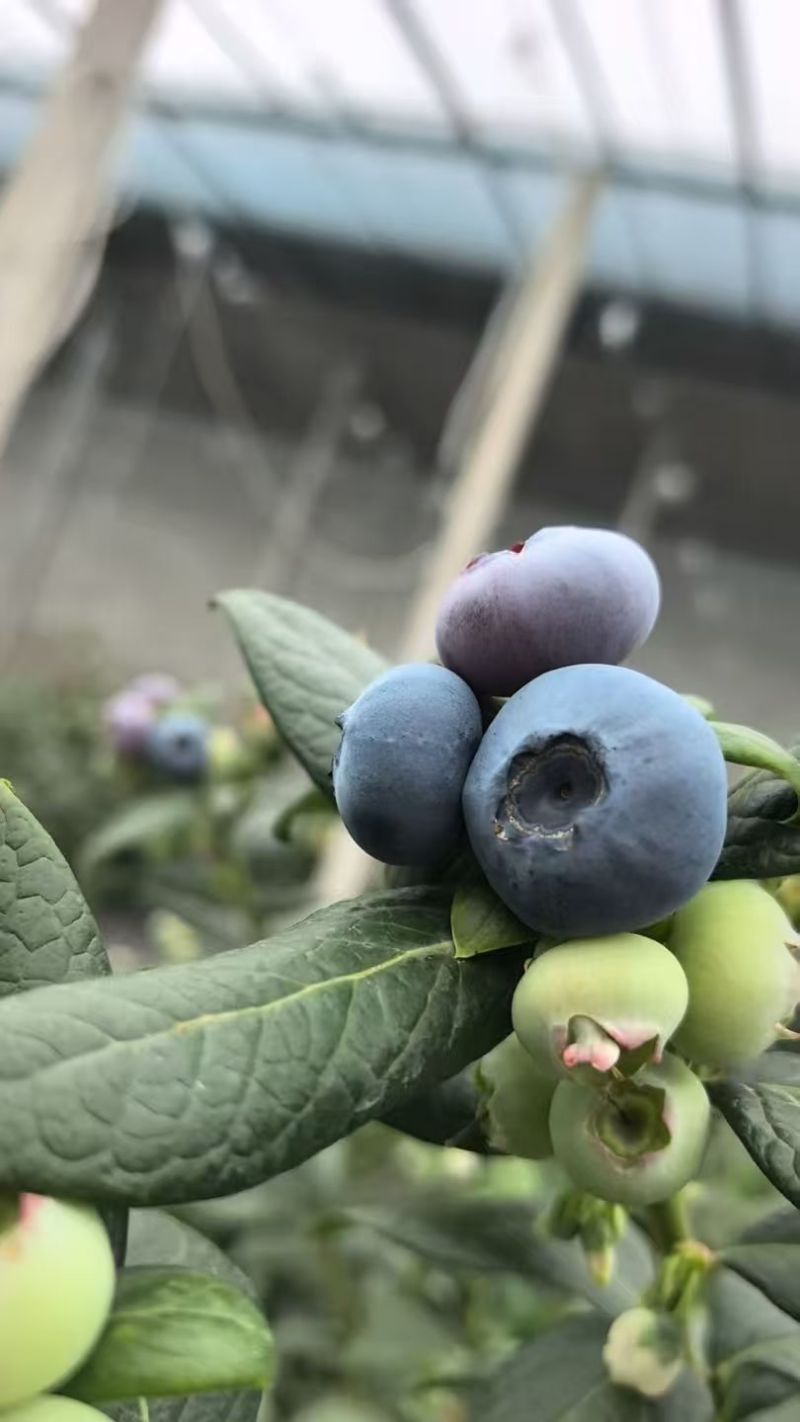 山东日照莒县L25蓝莓头茬大果果粉厚糖度高产地直发