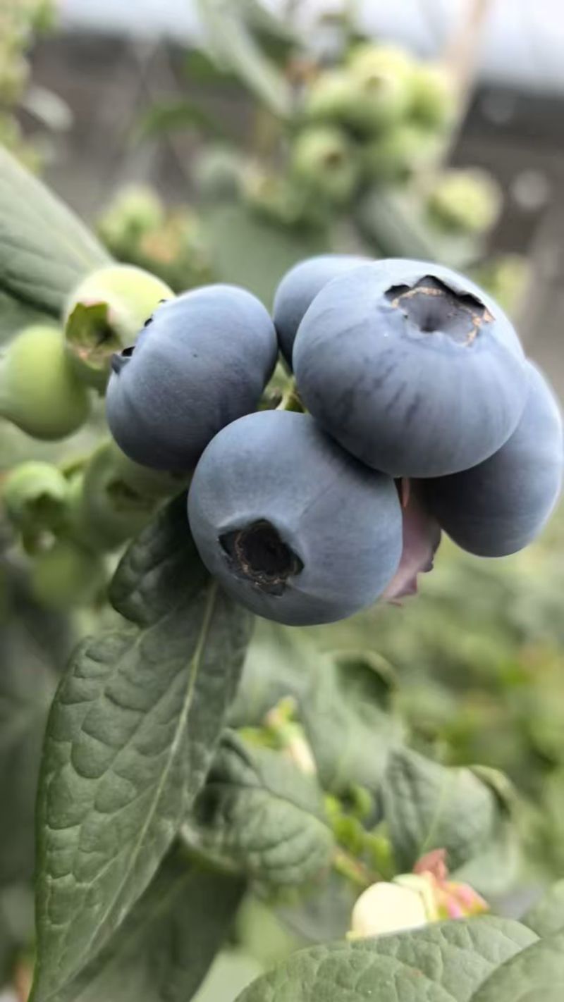 山东日照莒县L25蓝莓头茬大果果粉厚糖度高产地直发