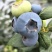 山东日照莒县L25蓝莓头茬大果果粉厚糖度高产地直发