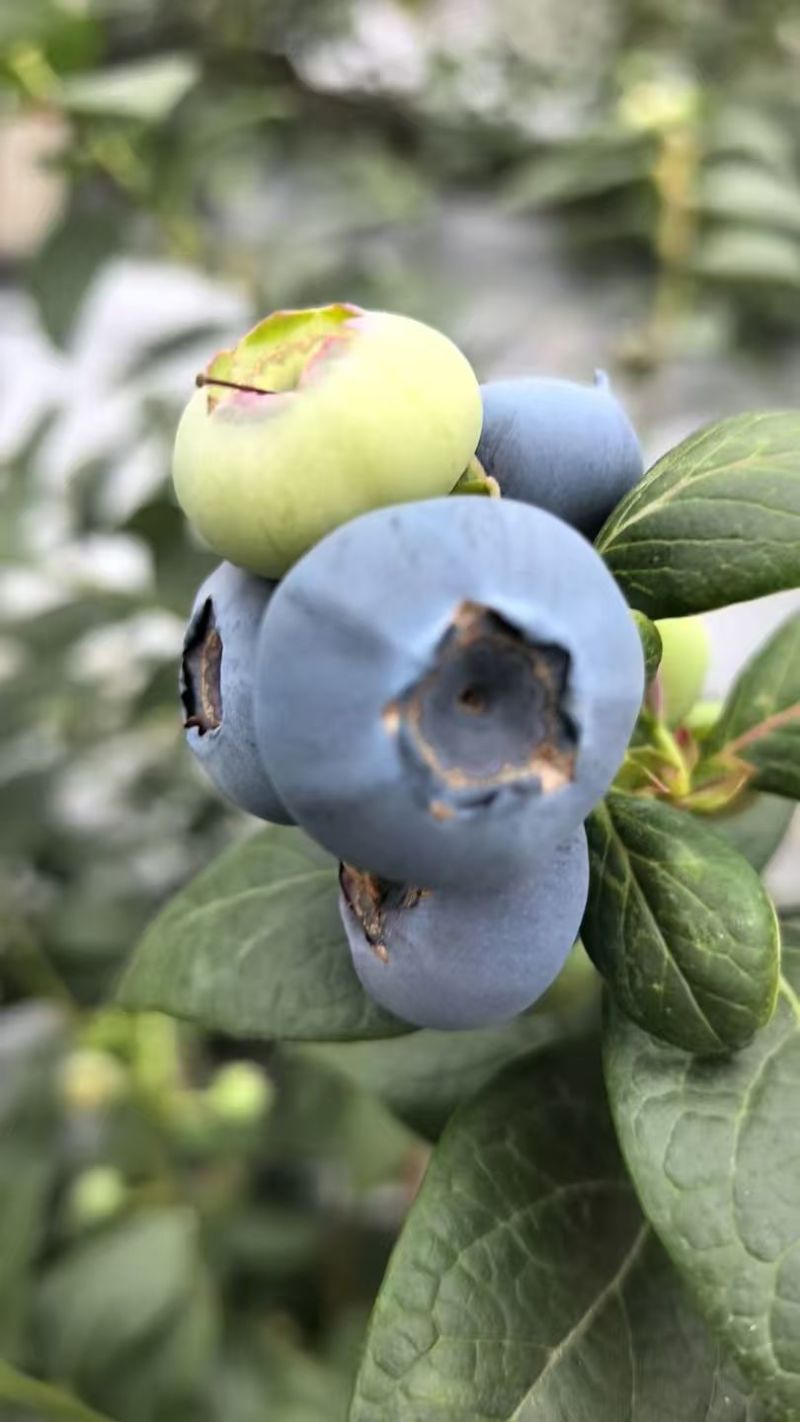 山东日照莒县L25蓝莓头茬大果果粉厚糖度高产地直发