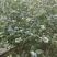 山东日照莒县L25蓝莓头茬大果果粉厚糖度高产地直发