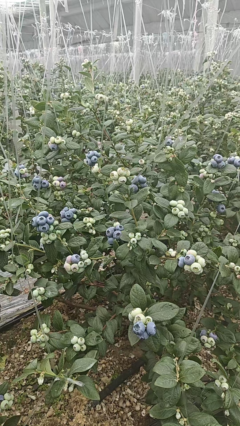 山东日照莒县L25蓝莓头茬大果果粉厚糖度高产地直发