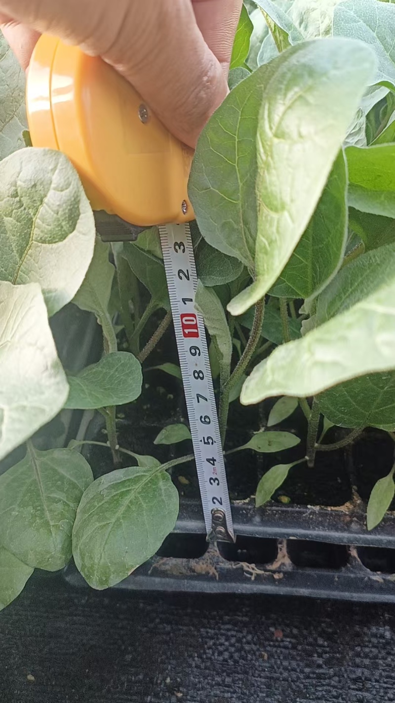 【茄子苗】紫红烧烤茄：茄子苗全基质穴盘苗：苗场直供