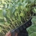 【茄子苗】紫红烧烤茄：茄子苗全基质穴盘苗：苗场直供