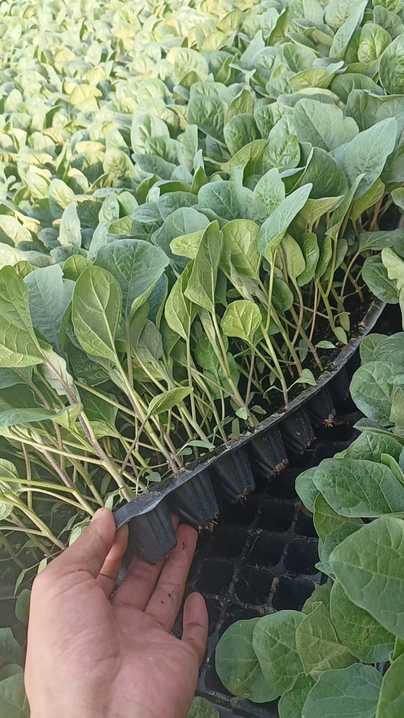 【茄子苗】紫红烧烤茄：茄子苗全基质穴盘苗：苗场直供