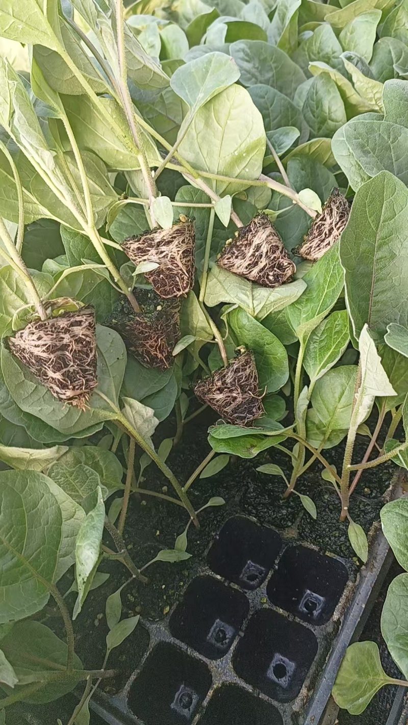 【茄子苗】紫红烧烤茄：茄子苗全基质穴盘苗：苗场直供