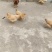 活鸡乡下家养鸡，喂养方式，散养吃稻谷，青虫