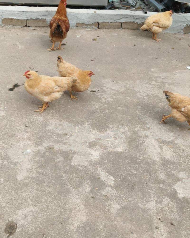 活鸡乡下家养鸡，喂养方式，散养吃稻谷，青虫