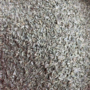 小茴香国产小茴香颜色青实拍视频现货道地药材