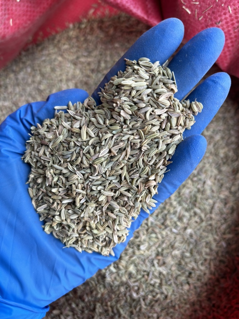 小茴香国产小茴香颜色青实拍视频现货道地药材