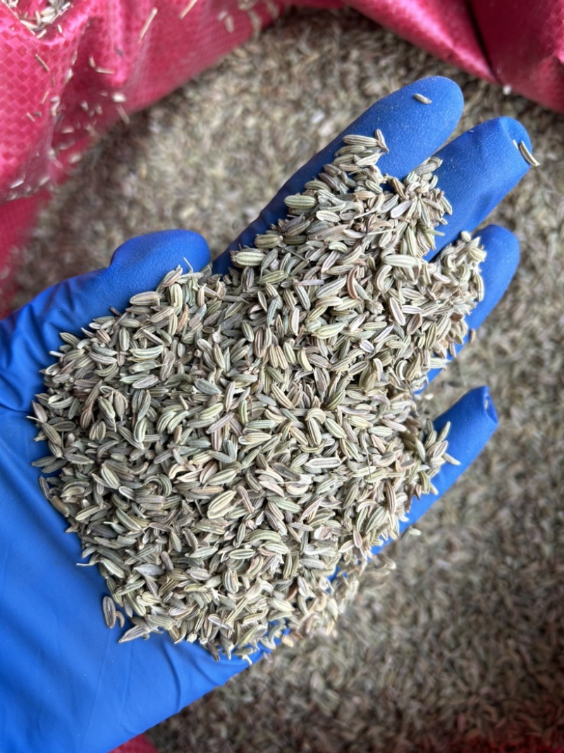 小茴香国产小茴香颜色青实拍视频现货道地药材