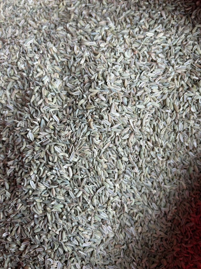 小茴香国产小茴香颜色青实拍视频现货道地药材
