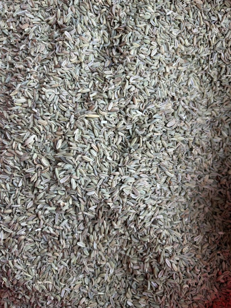 小茴香国产小茴香颜色青实拍视频现货道地药材