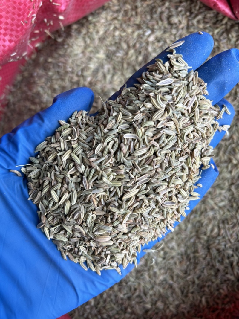 小茴香国产小茴香颜色青实拍视频现货道地药材