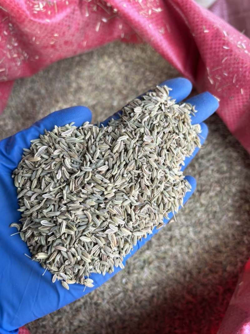 小茴香国产小茴香颜色青实拍视频现货道地药材