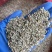 小茴香国产小茴香颜色青实拍视频现货道地药材