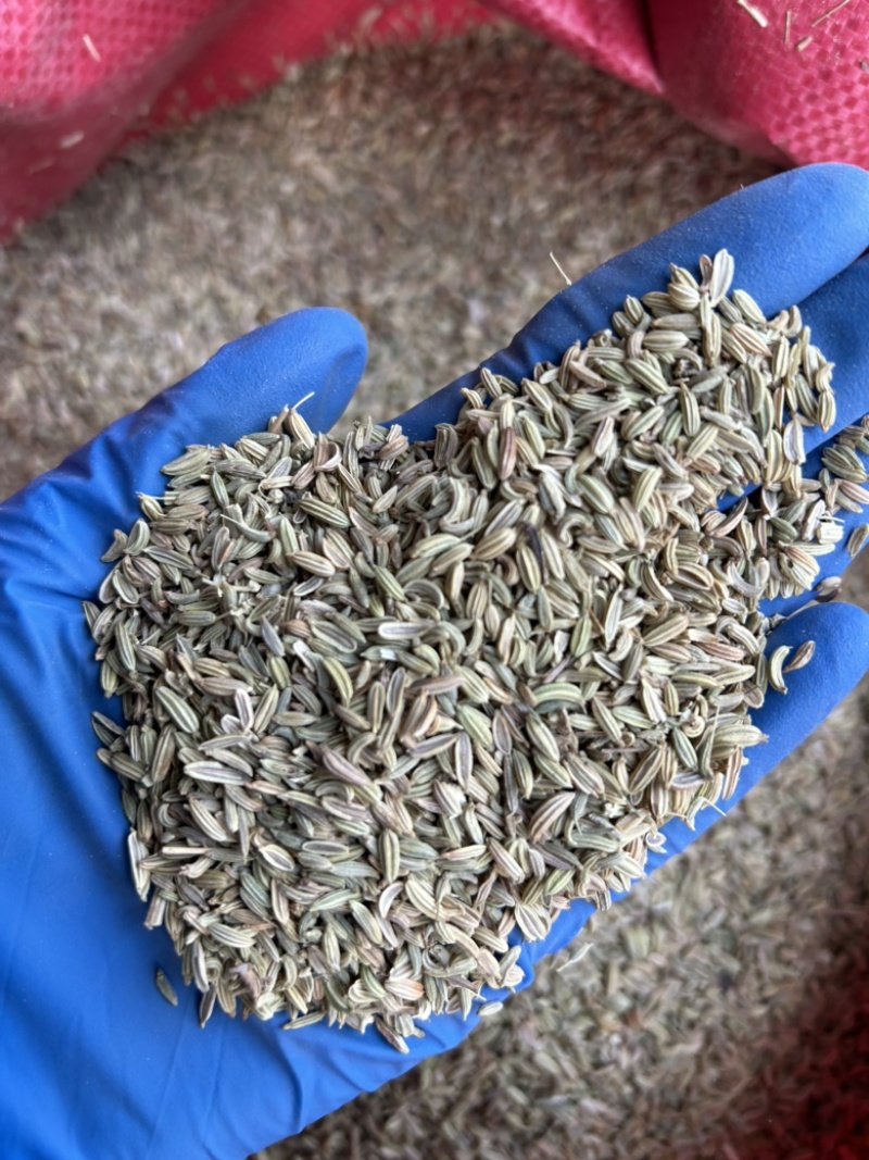 小茴香国产小茴香颜色青实拍视频现货道地药材