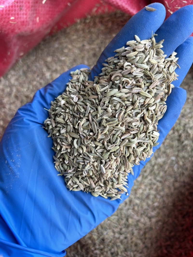 小茴香国产小茴香颜色青实拍视频现货道地药材