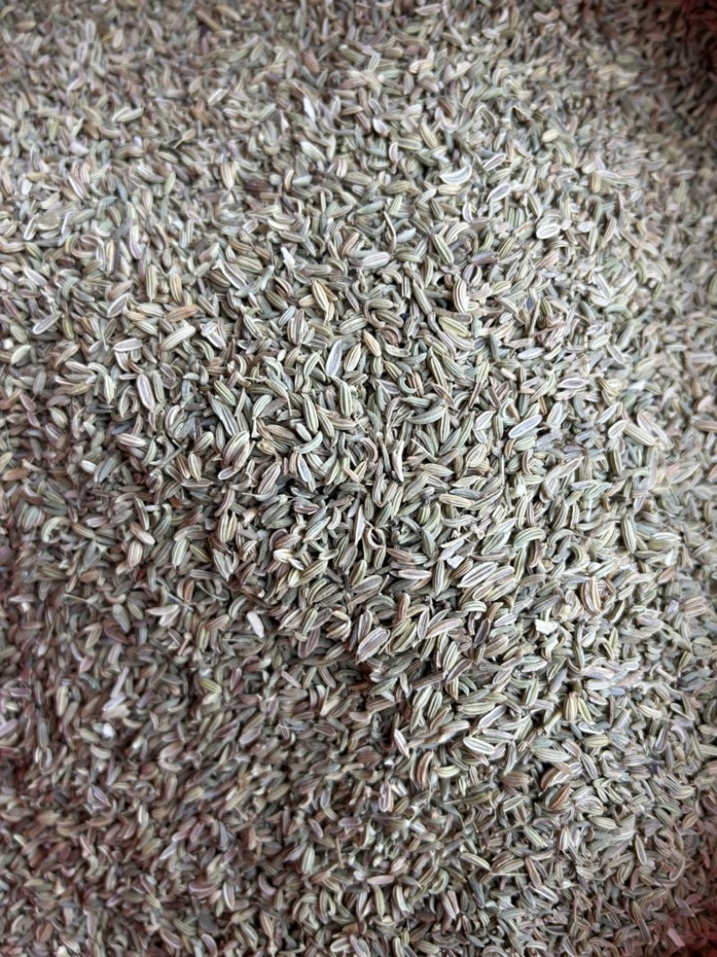 小茴香国产小茴香颜色青实拍视频现货道地药材