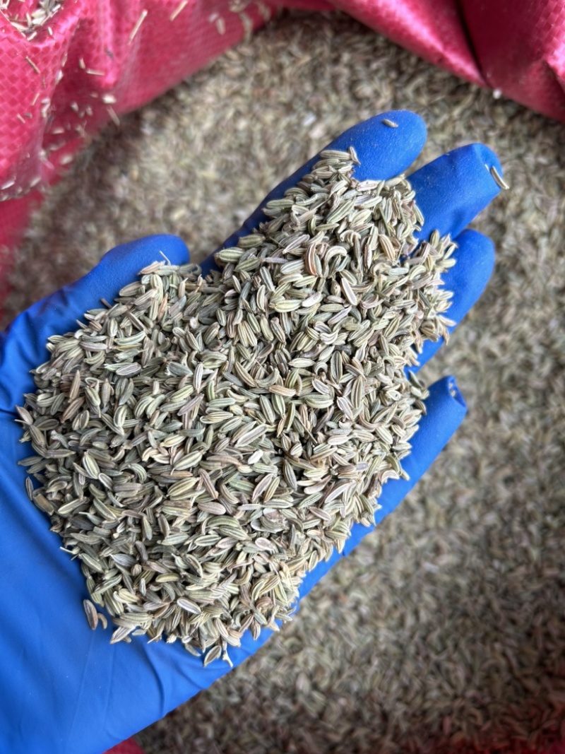 小茴香国产小茴香颜色青实拍视频现货道地药材