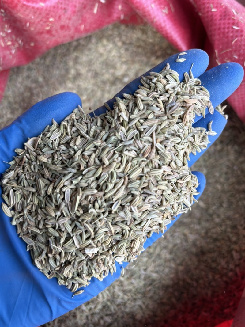 小茴香国产小茴香颜色青实拍视频现货道地药材
