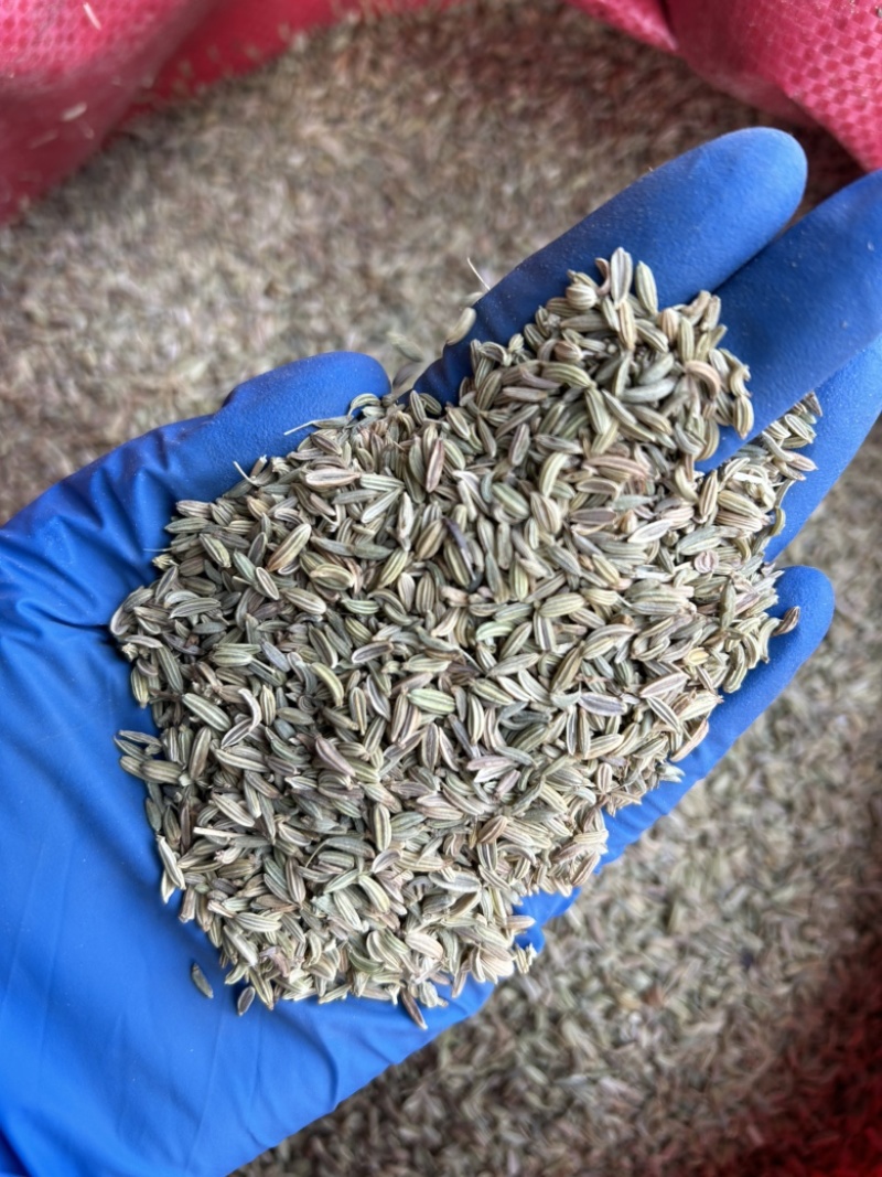 小茴香国产小茴香颜色青实拍视频现货道地药材