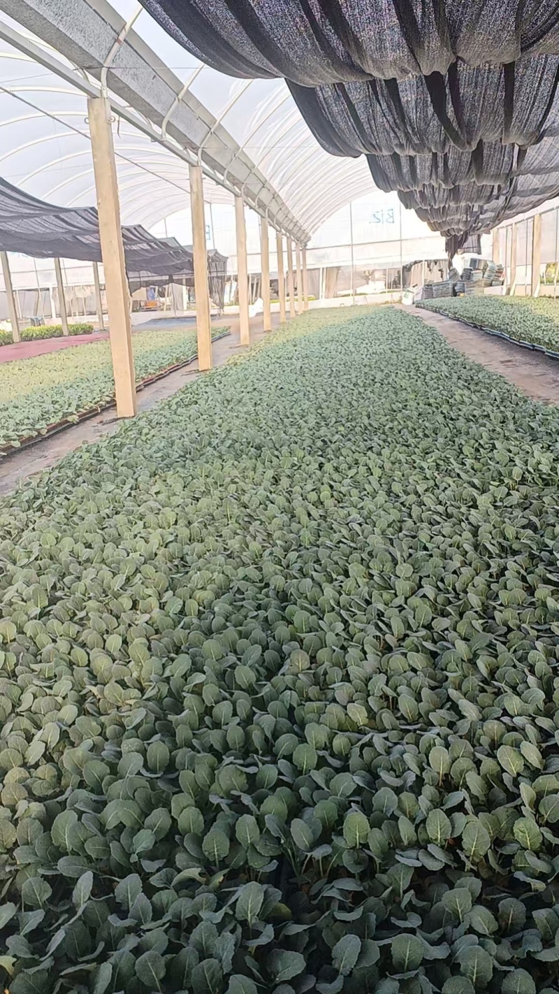 【西兰花】长势旺盛结球紧实现货直发基地直销