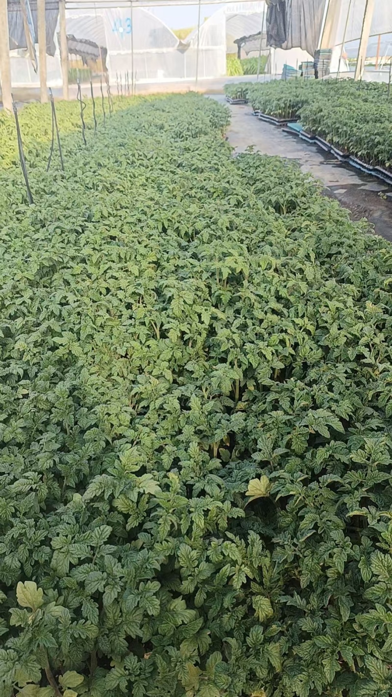 【大番茄直生】全基质穴盘苗苗场直供一手货源