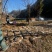 乌天麻种子