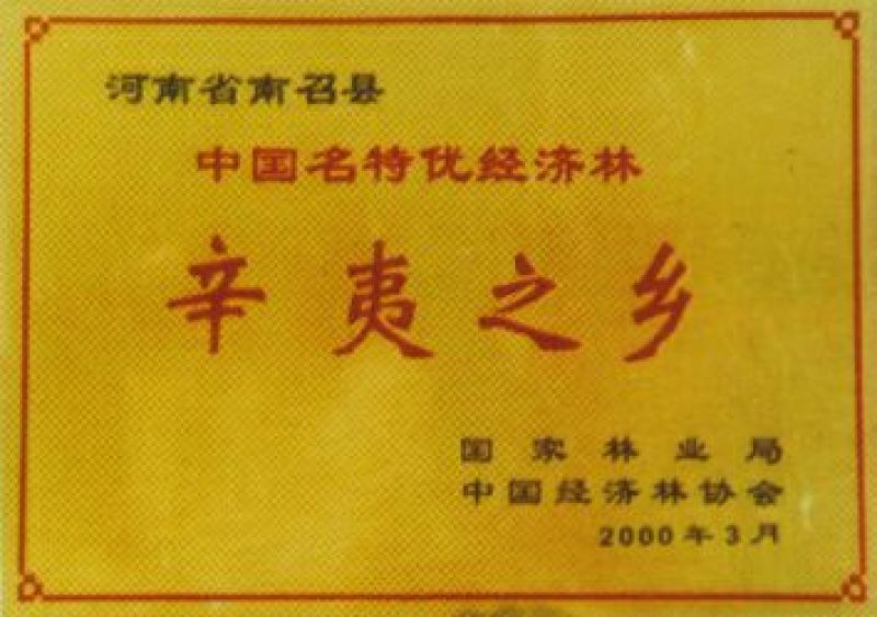辛夷苗当年苗二年苗药用嫁接砧木品种接穗