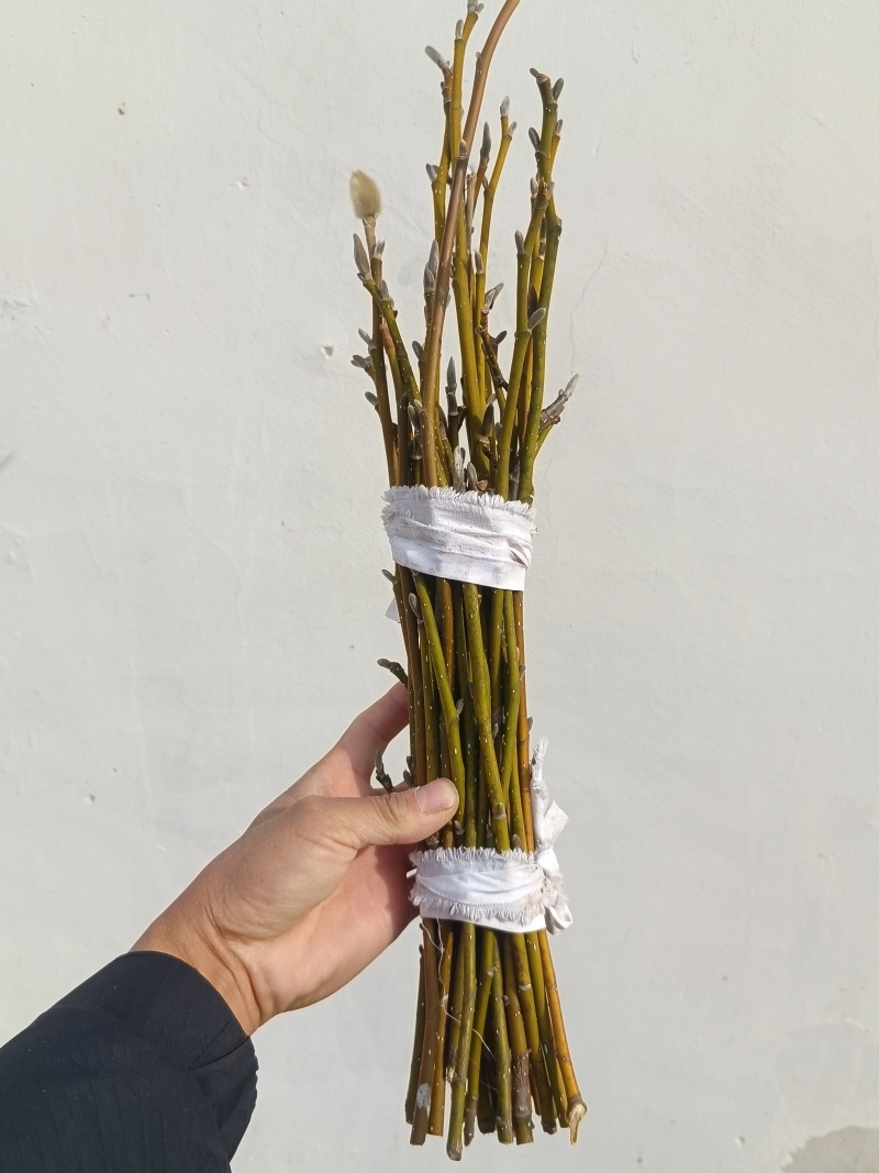 辛夷苗当年苗二年苗药用嫁接砧木品种接穗