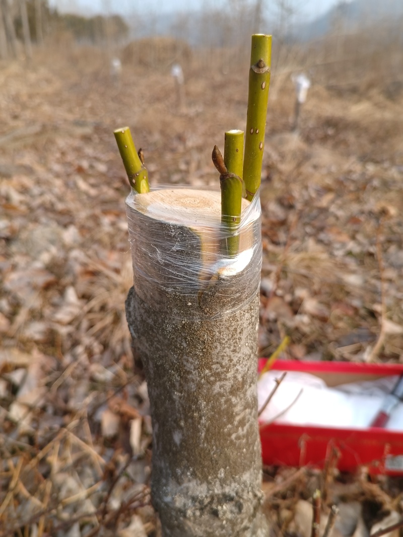 辛夷苗当年苗二年苗药用嫁接砧木品种接穗