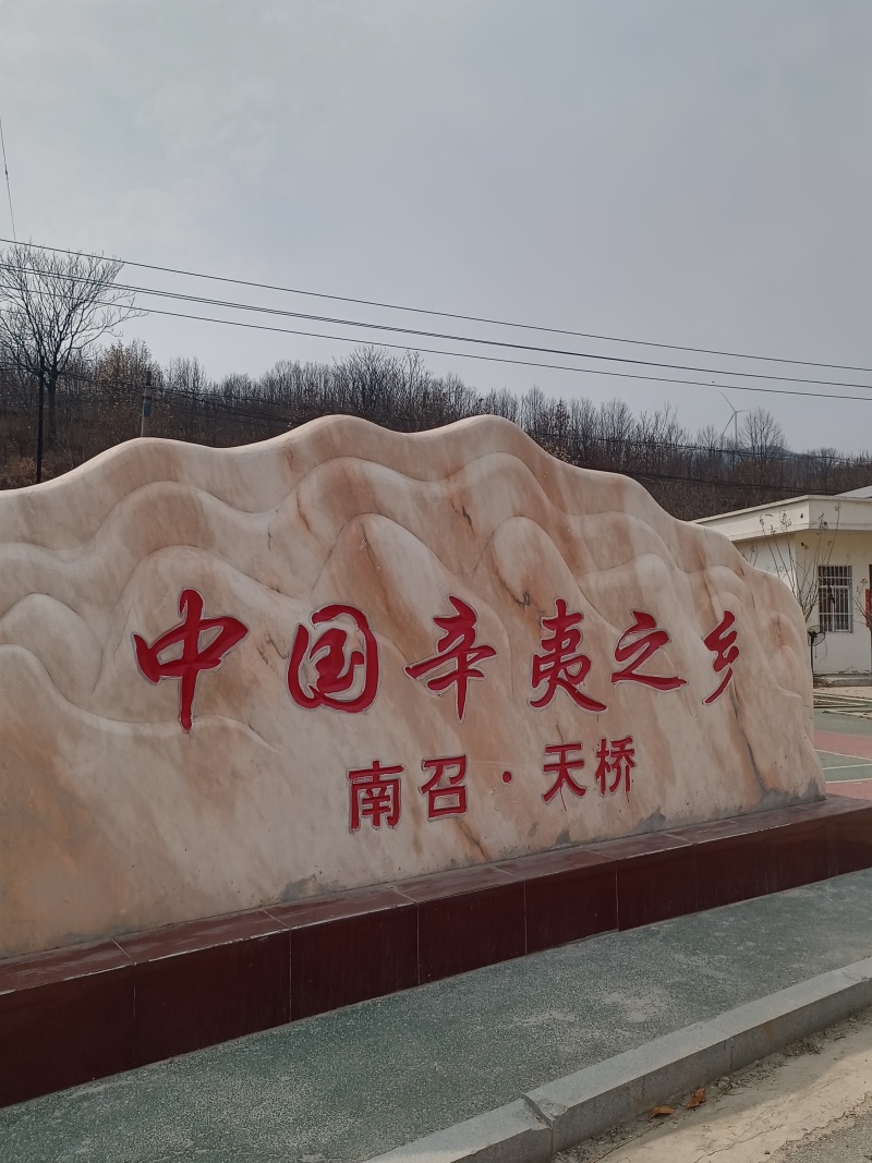 辛夷苗当年苗二年苗药用嫁接砧木品种接穗