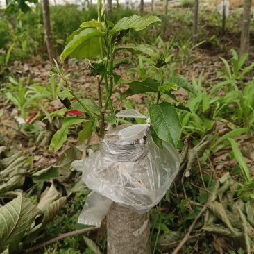 辛夷苗当年苗二年苗药用嫁接砧木品种接穗