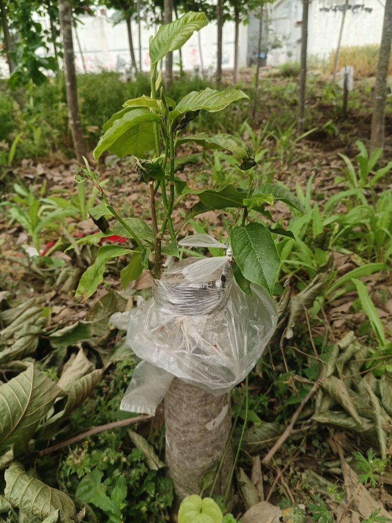 辛夷苗当年苗二年苗药用嫁接砧木品种接穗