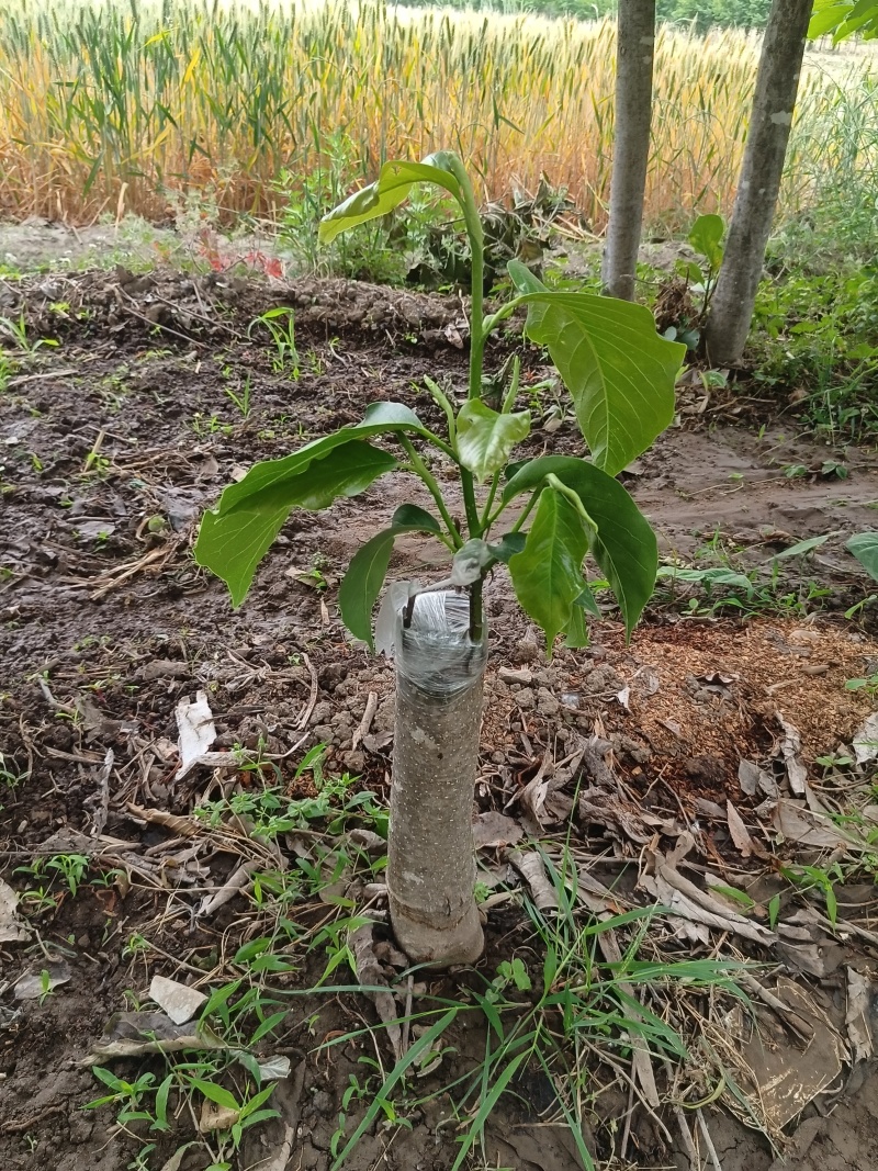 辛夷苗当年苗二年苗药用嫁接砧木品种接穗