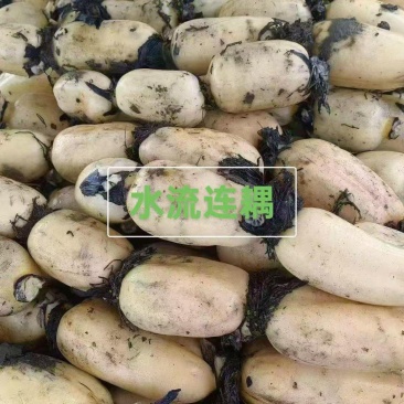 莲藕