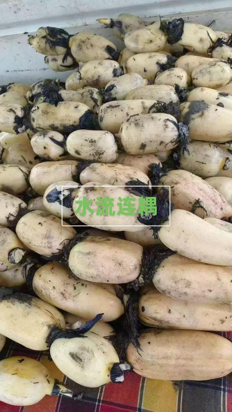 莲藕