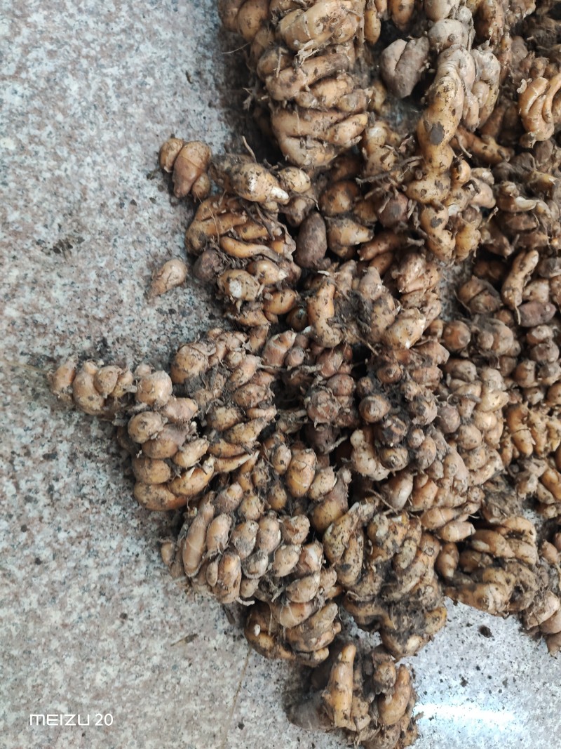 正宗优质产地沙姜，大量沙姜供应，沙姜统姜