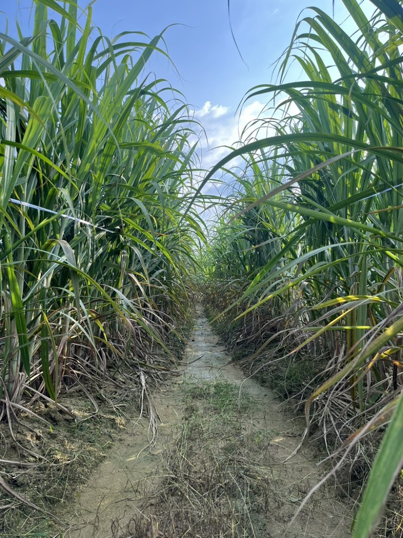 种苗，青皮甘蔗苗