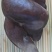 【酱猪肝】纯中草药卤制五香猪肝