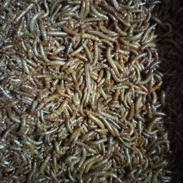 黄粉虫出售，精品，大量现货