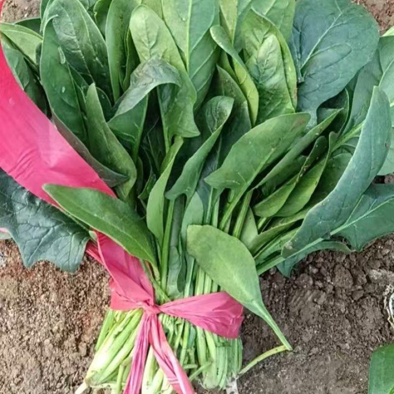 大量菠菜供应