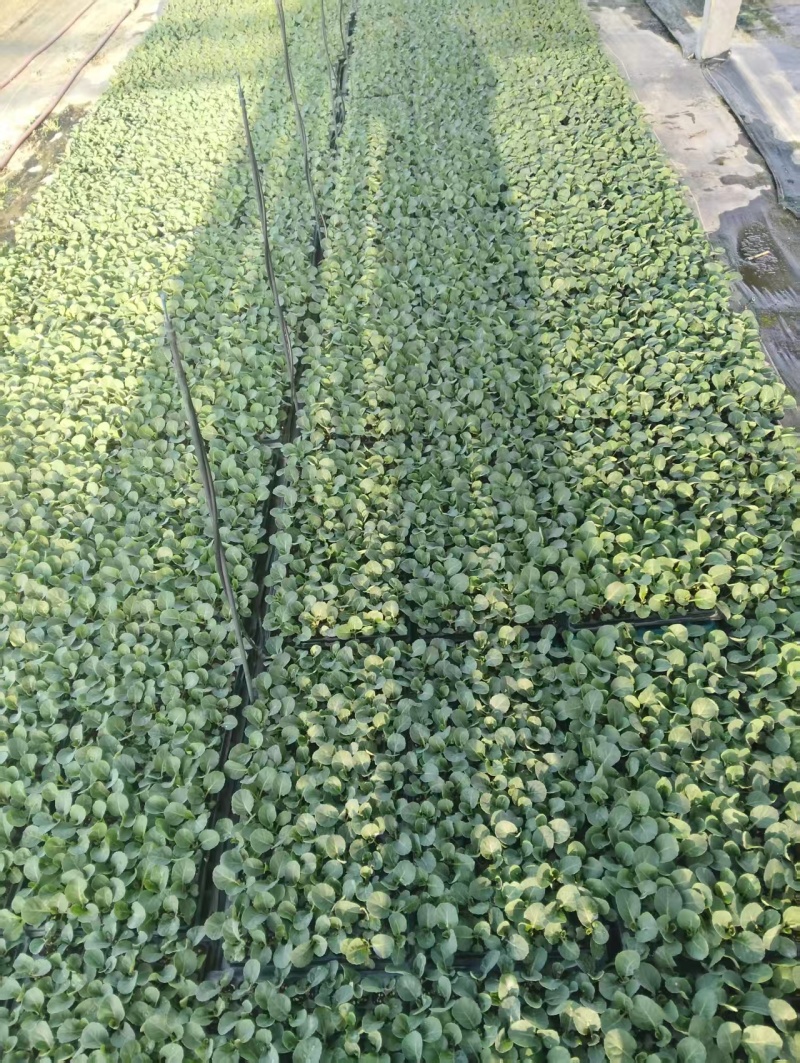甘蓝苗成活率高苗场直供量大优惠支持全国发货