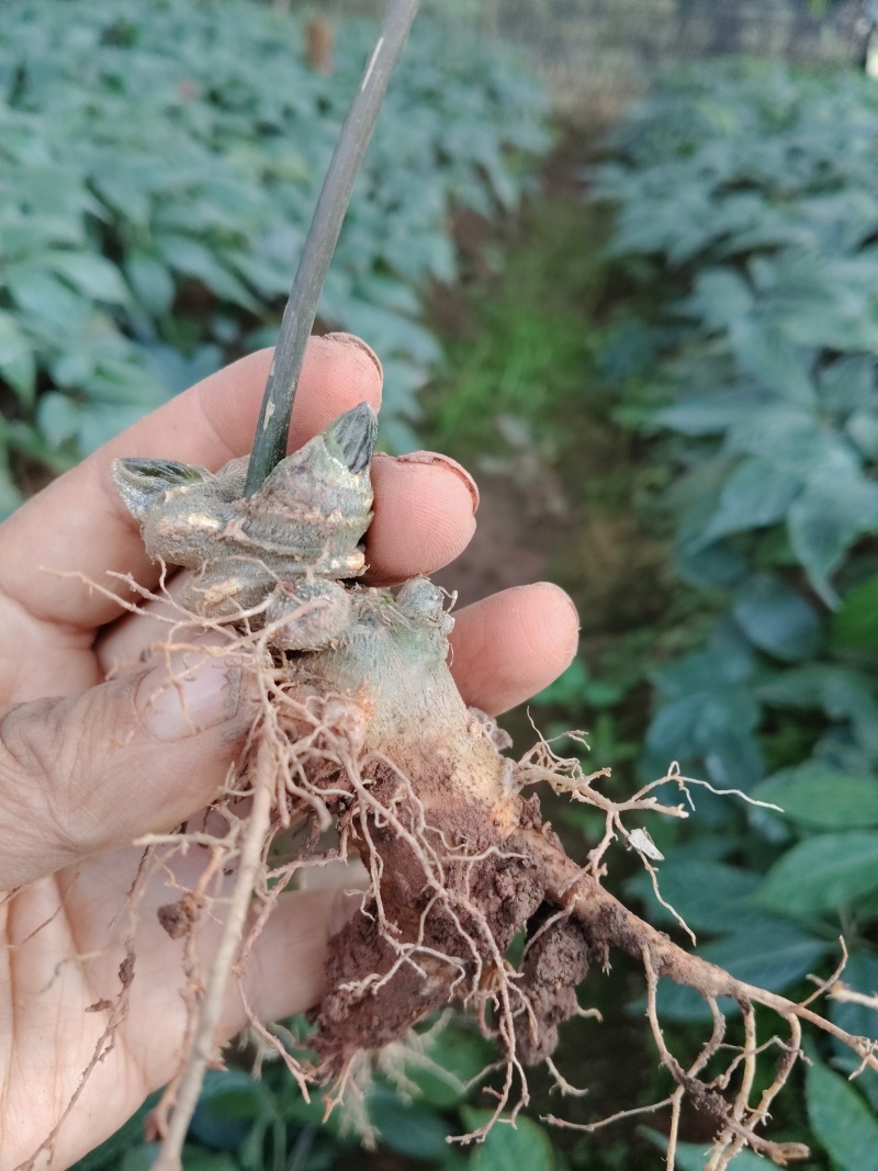 金平黑三七，每株3元，愿意栽的可联系