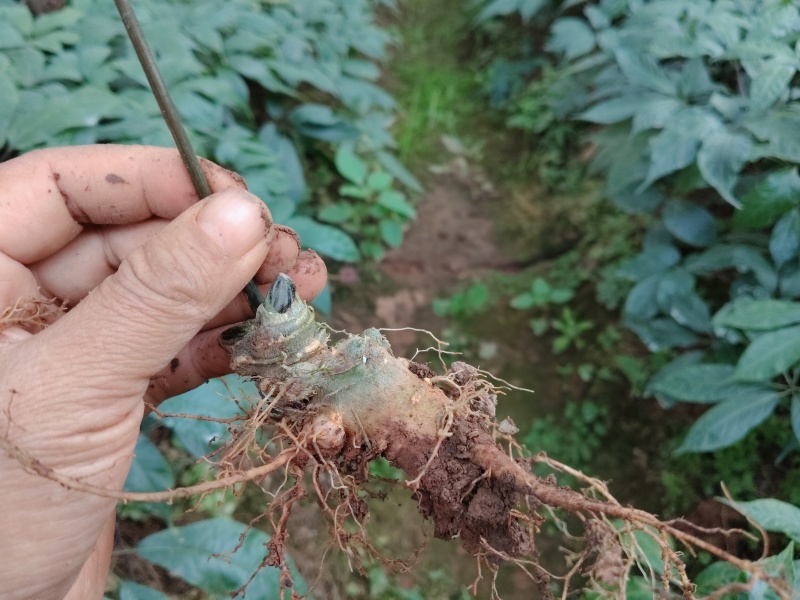 金平黑三七，每株3元，愿意栽的可联系